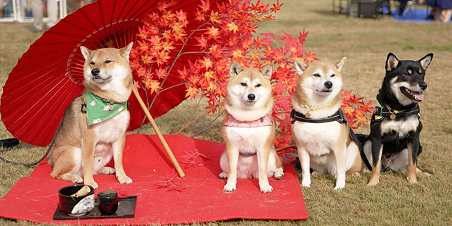 1. November - Hundstag in Japan