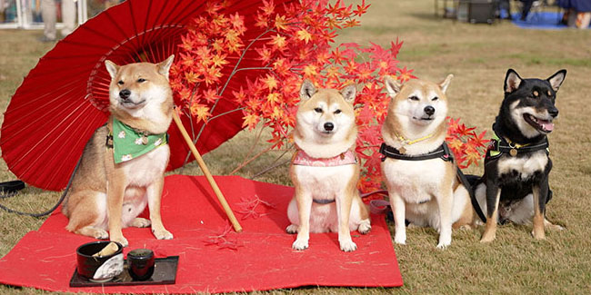 1. November: Hundstag in Japan