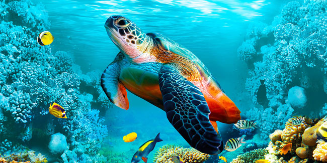 16. Juni - Weltmeerschildkrötentag