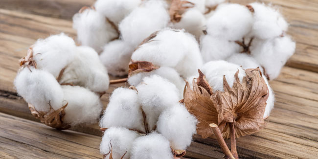 7. Oktober - Welttag der Baumwolle