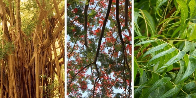 15. Mai: Tag des Baumes in Indien