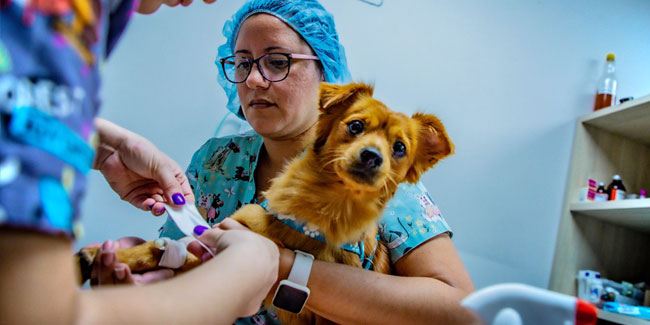 17. August - Tag des Tierarztes in El Salvador