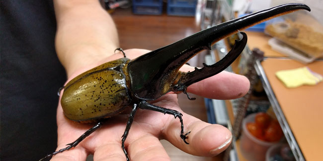 4. Juni - Tag des Käfers in Japan