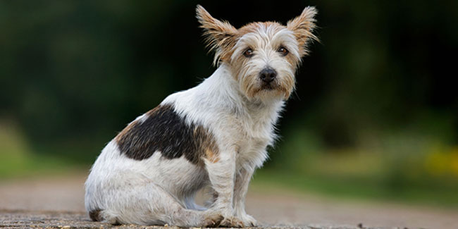 27. März - Nationaler Terrier-Tag im Vereinigten Königreich