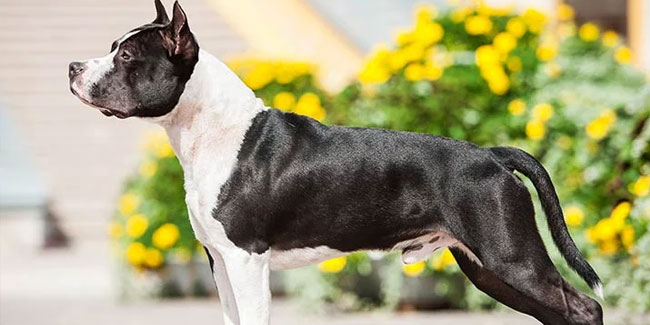 11. Juni - American Staffordshire Terrier-Tag