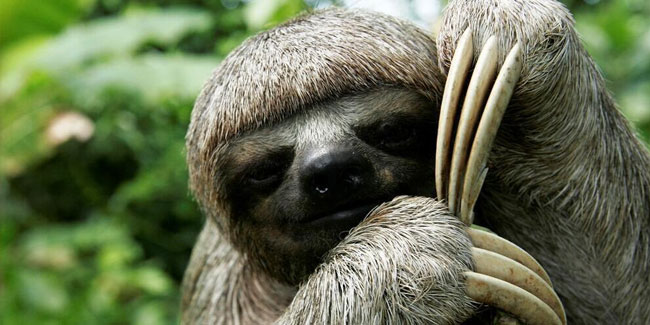 17. Oktober - Internationaler Tag der Faultiere