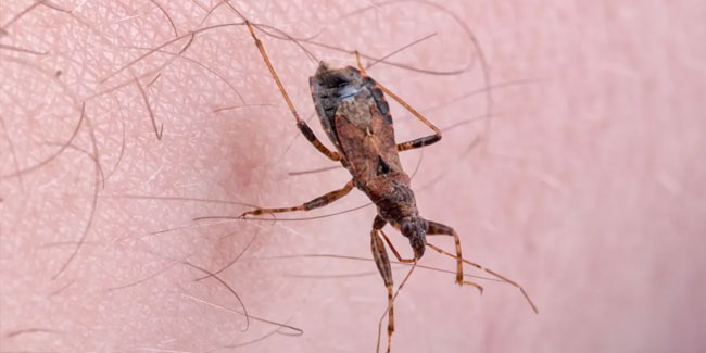Tag der Amerikas - Welttag der Chagas-Krankheit