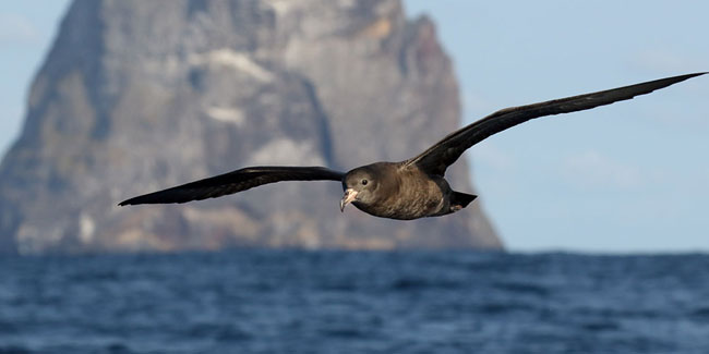 14. Mai: Das Patronatsfest von Petrer