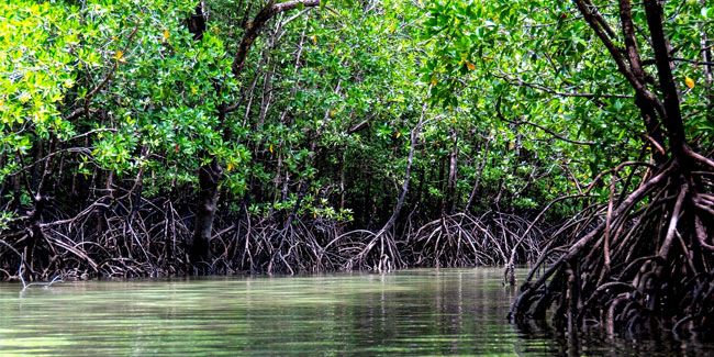 Welttag zur Verhinderung des Ertrinkens - Internationaler Tag zur Erhaltung des Mangroven-Ökosystems