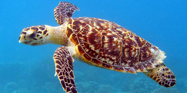 23. Mai: Weltschildkrötentag