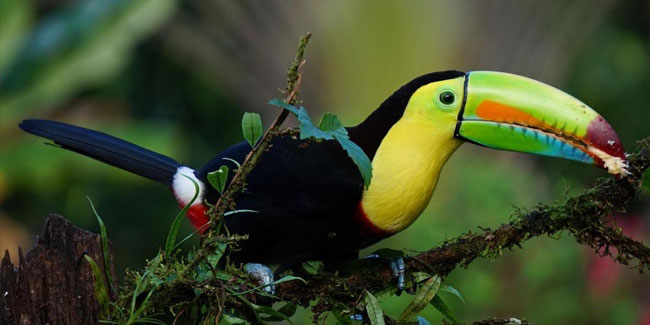 28. Juni - Nationaler Tag der Vögel und Säugetiere in Honduras