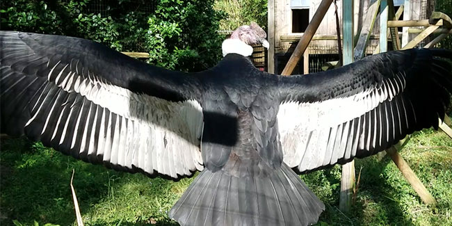 7. Juli - Nationaler Tag des Andenkondors in Ecuador