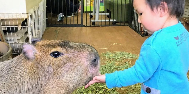 10. Juli - Capybara-Anerkennungstag