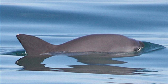 18. Juli: Internationaler Tag der Rettung des Vaquita