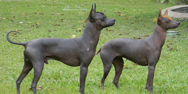 21. Juli: Hundstag in Lateinamerika