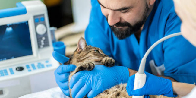 21. Juli: Nationaler Veterinärtag in Venezuela