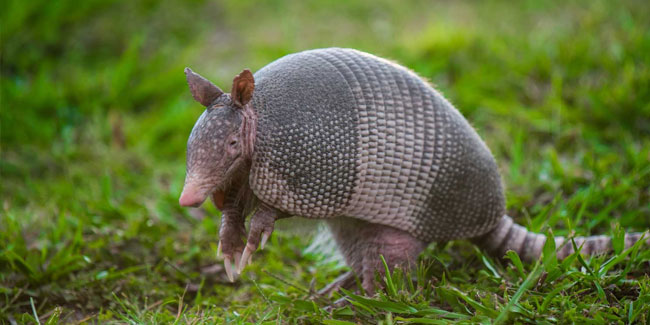 13. August: Internationaler Tag des Gürteltiers