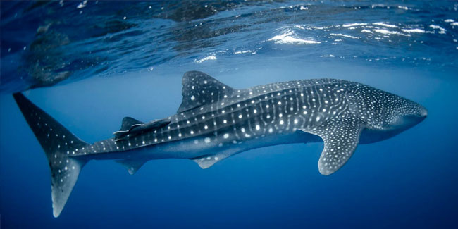 30. August - Internationaler Tag des Walhais