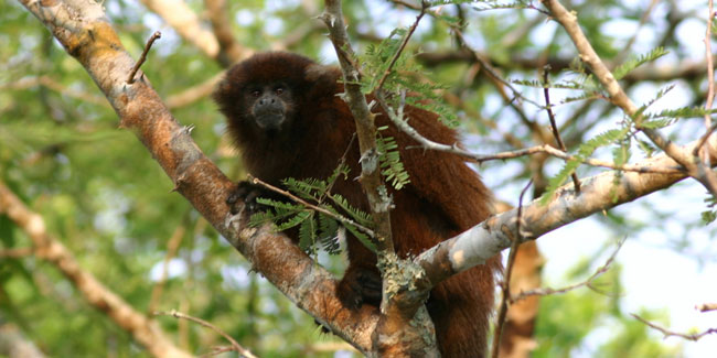 4. September - Nationaler Tag der Schutzgebiete in Bolivien