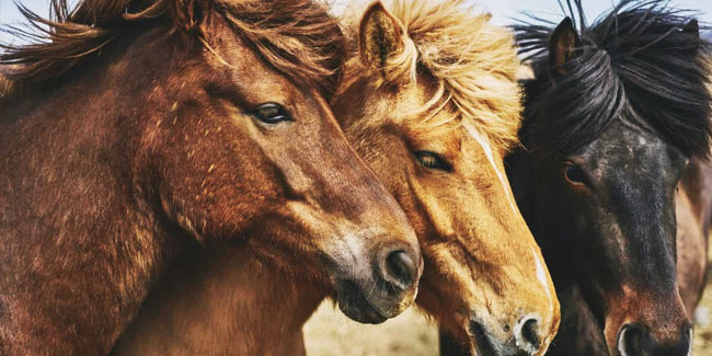 20. September - Nationaler Tag des Pferdes in Argentinien