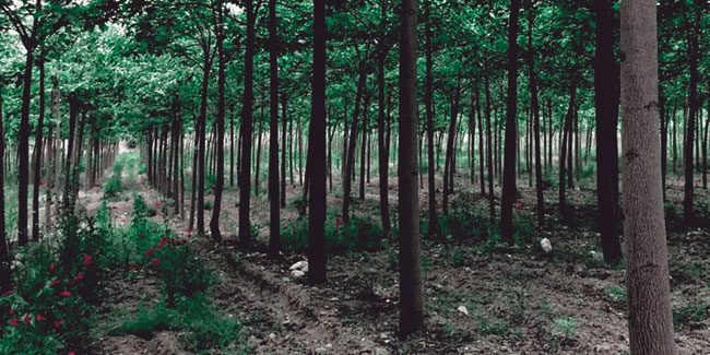 21. September: Internationaler Tag des Kampfes gegen Monokultur-Baumplantagen