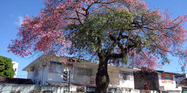 1. Oktober - Nationaler Tag des Baumes in Bolivien