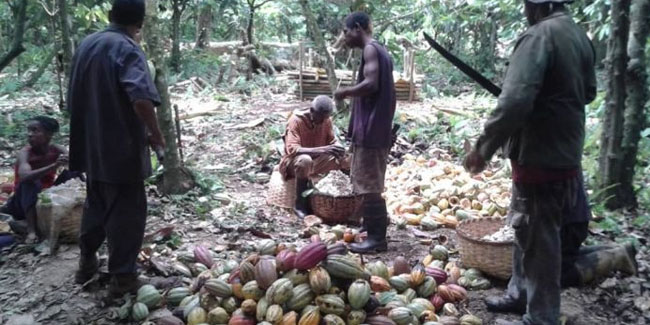 1. Oktober - Tag des Kakaos in Venezuela