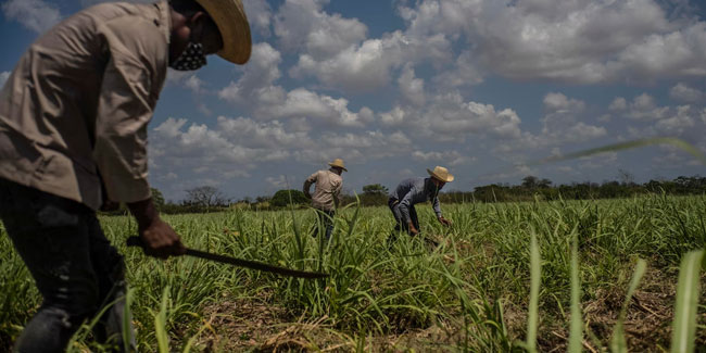 13. Oktober - Tag der Zuckerarbeiter in Kuba