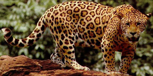 29. November - Internationaler Jaguartag