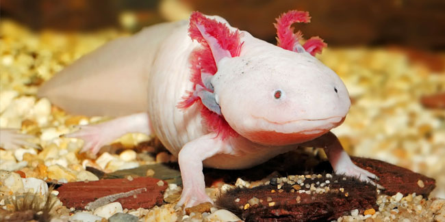1. Februar: Nationaler Axolotl-Tag in Mexiko