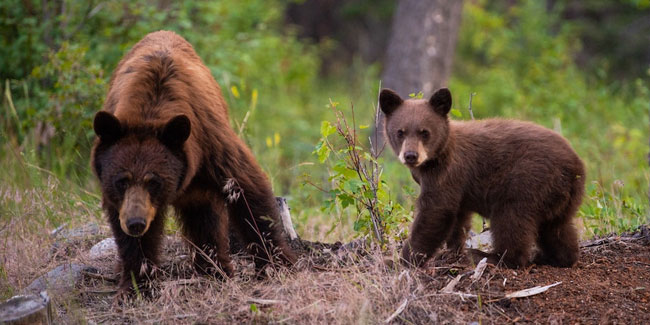 21. Februar - Internationaler Tag des Bärenschutzes