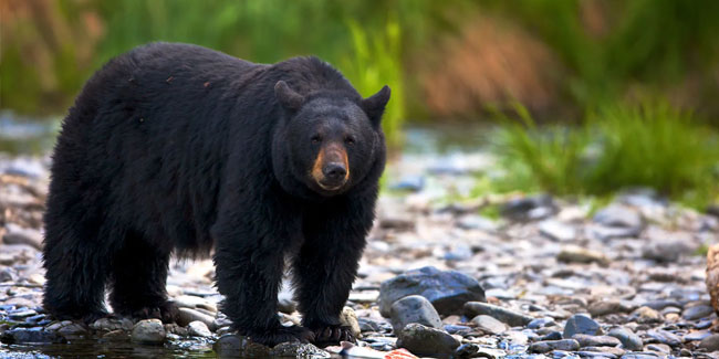 1. Juni - Nationaler Tag des Schwarzbären in den USA