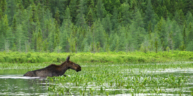 2. Februar: Welttag der Feuchtgebiete