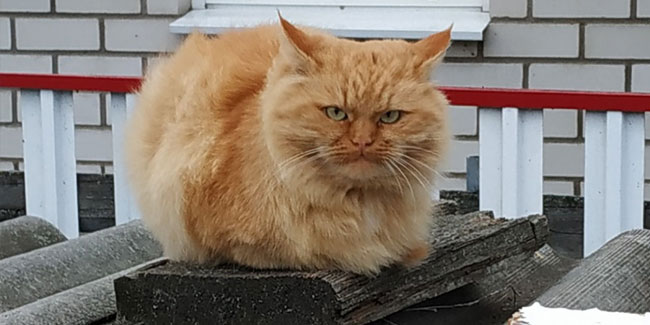 1. März: Katzentag in Russland