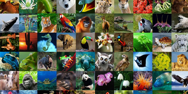 22. Mai - Internationaler Tag der biologischen Vielfalt