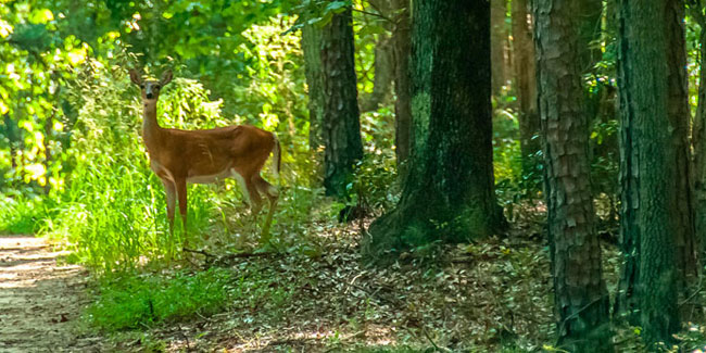 24. Mai: Europäischer Tag der Parks
