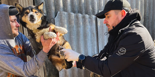 9. August: Tag der Beschäftigten in der Veterinärmedizin der Ukraine