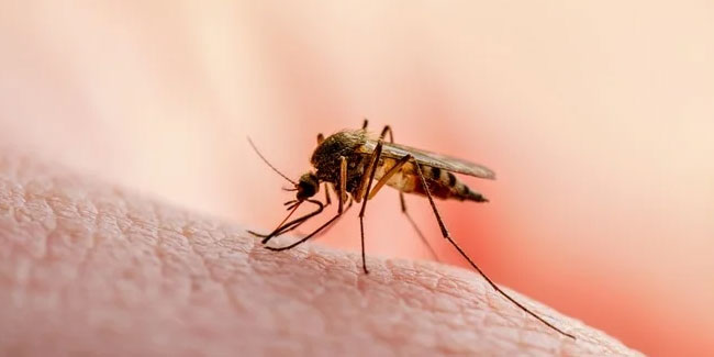 25. April - Welt-Malaria-Tag