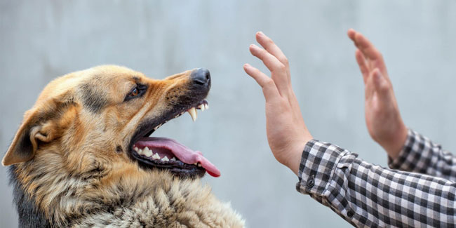 28. September: Welt-Tollwut-Tag