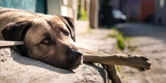 15. August: Internationaler Tag der obdachlosen Tiere