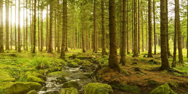 21. März: Internationaler Tag der Wälder