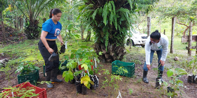 15. Juni: Tag des Baumes in Costa Rica