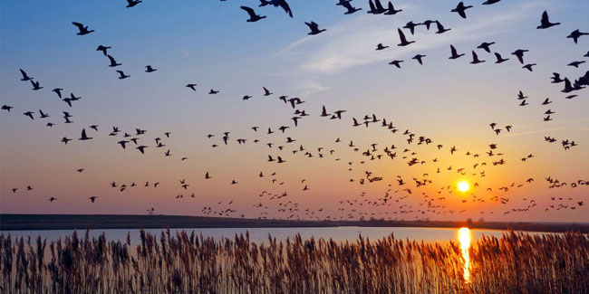 9. Mai: Internationaler Tag der Zugvögel