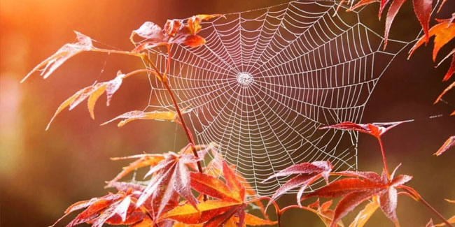 23. September - Altweibersommer