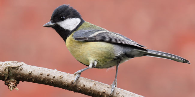 12. November: Meisentag