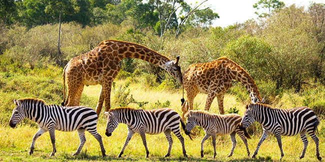 28. Juli: Weltnaturschutztag