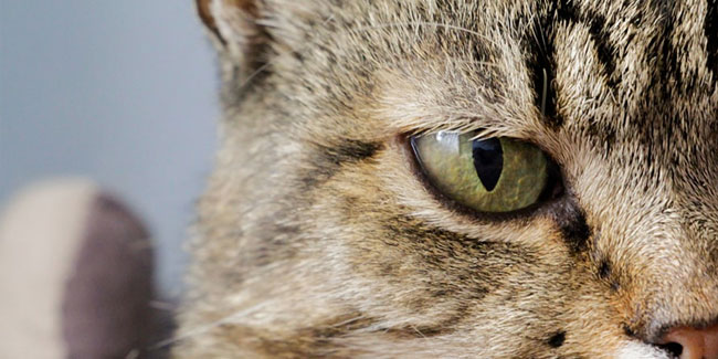 17. Februar: Katzentag in Europa