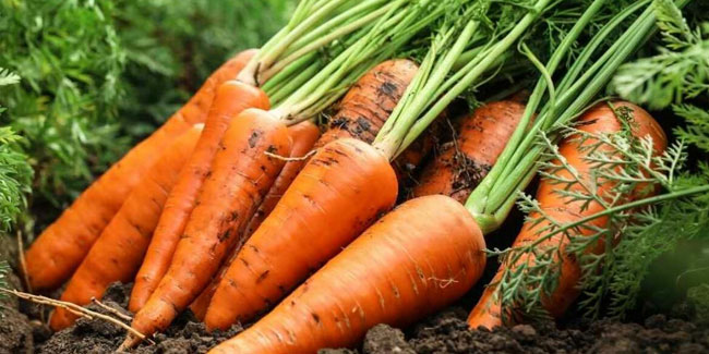 4. April: Weltkarottentag