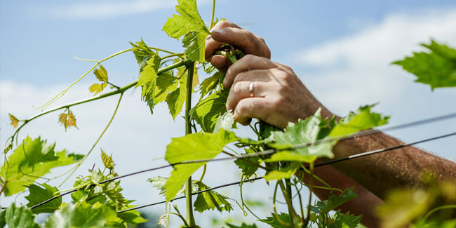 8. November: Tag des Winzers und des Weinbauers