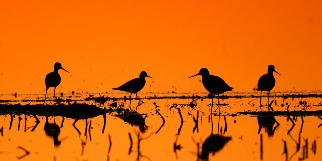 5. Januar: National Bird Day